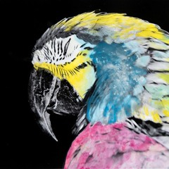 xique-xique-dos-trópicos