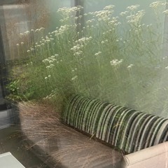 Transition Lens