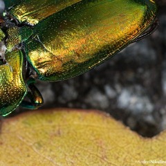 Andrei & Andrea @ Arwens Opening