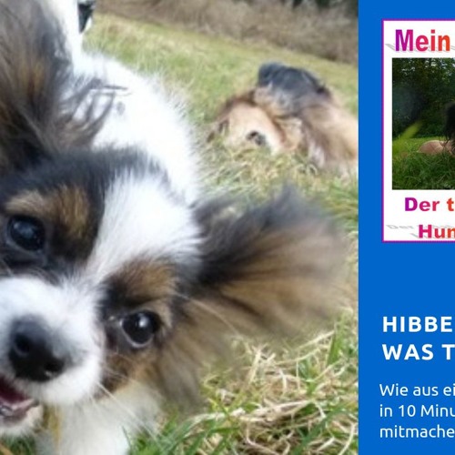 Epi 55 Hibbeliger Hund was tun? by Mein lieber Hund Podcast Free