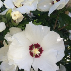 When The Party’s Over Billie Eilish (Cover in Lower Key )