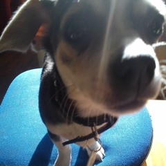 The Hand That Feeds by Nine Inch Nails (COVER)