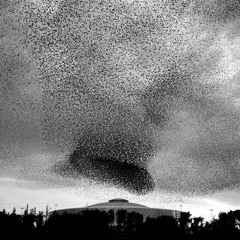 Swarm Of Starlings
