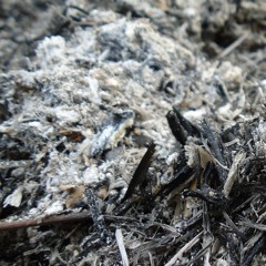 Anarchic Being - From Ashes