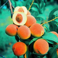 Peaches