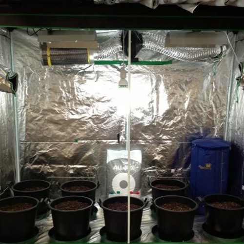 Stream episode Know How to Ensure Proper Ventilation in Grow Tents by