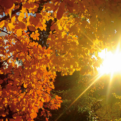 Herbst 2k18 | Klang-Poet