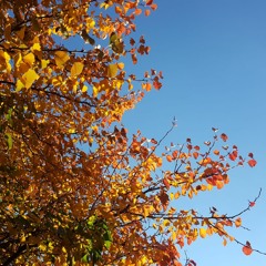 momentary