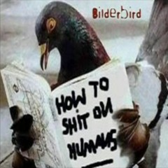 Pigeon On Chessboard