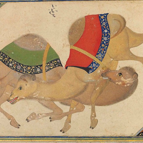 MAD CAMEL - Yung Camel