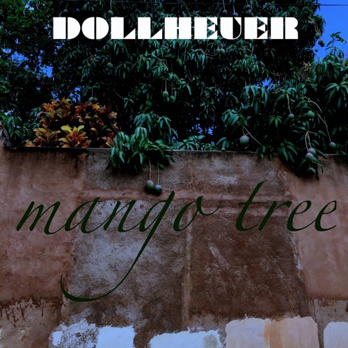 mango tree