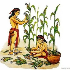 Somos hijos  del maiz.hikuri