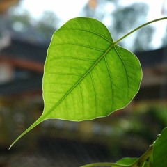 Gawi migi laba lay.mp3