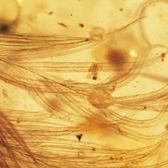 El Superfluo Viaje Del Pájaro Trascendental