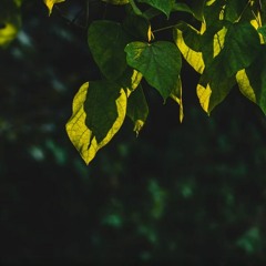 باب الرحمة || الدكتور فريد الأنصاري رحمه الله