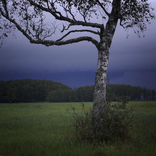 Waiting For The Cranes. Matsalu National Park, Estonia On September 15, 2018