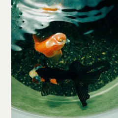 koi w/ solar plexus