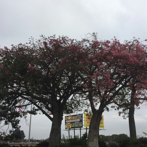 WOODS (prod. lil amethy$t) [NOW ON ITUNES/SPOTIFY]