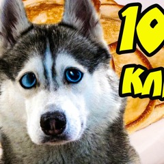 ОЛАДУШКИ