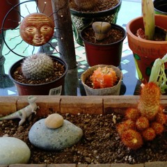 Cactus Rey de Cobre
