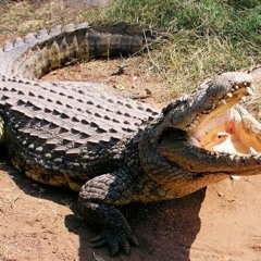 СТАС ЭКСТАЗ - Я КРОКОДИЛ (OFFICIAL STREET VIDEO)