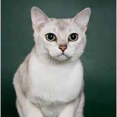 Fuck You Hard On The Sink