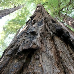 Kerek - Warlock (feat. T. Rads)