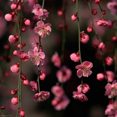 Melodic Techno V32 (Martin Merkel, Gians, Elska, Apparatique, Nick Muir, Jobe,..)