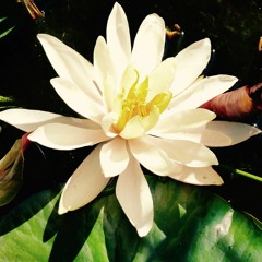 Water Lily