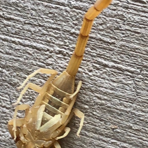 My Scorpion Hand
