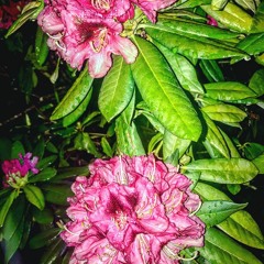 my demon smokes spirits