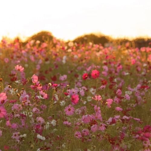Stream 秋桜畑にて 9 30 お題 秋に咲く花 By けーえぬ Listen Online For Free On Soundcloud Stream 秋桜畑にて 9 30 お題 秋に咲く花 By けーえぬ Listen Online For Free On Soundcloud
