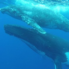 Singing - Whales 1