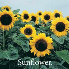 Sunflower(Original Mix)