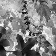 The Thing I mean To Say