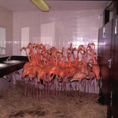 Flamingos