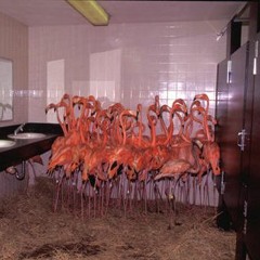 Flamingos