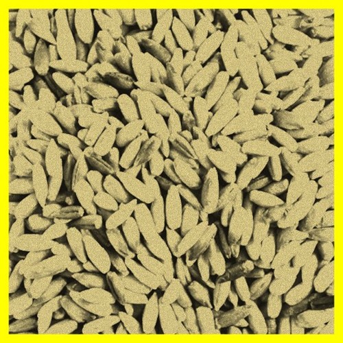 grain