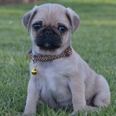 Stream Waaba Pugs music Listen to songs albums playlists for