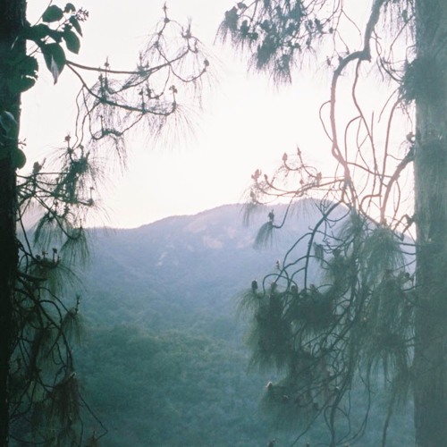 nice day, climb a tree w' floro