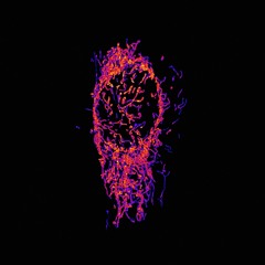 Nerve Whispers