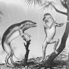 b2b dolphin