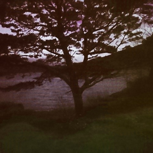 The Old Trees - Fall 2018 No. 1
