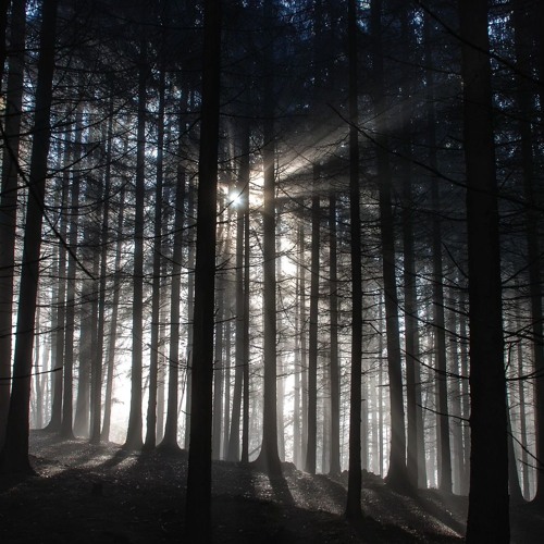 Angelica S Black Forest Dan O'Adrian Uplifting Remix