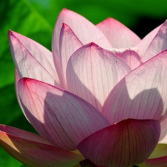 Why You Cannot Be Without A Dhikr Regimen