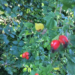 Spørgsmål feat. Viola Dasseville