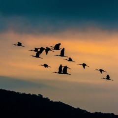 The birds are flying south