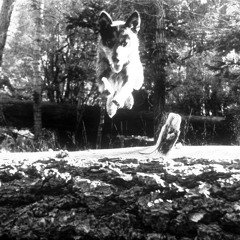 Reverberation #338