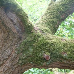 The Mighty Oak