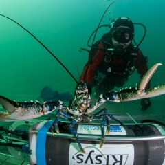 Homarus gammarus